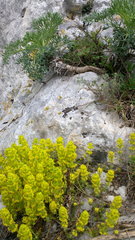 Cruciata taurica