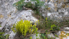 Cruciata taurica