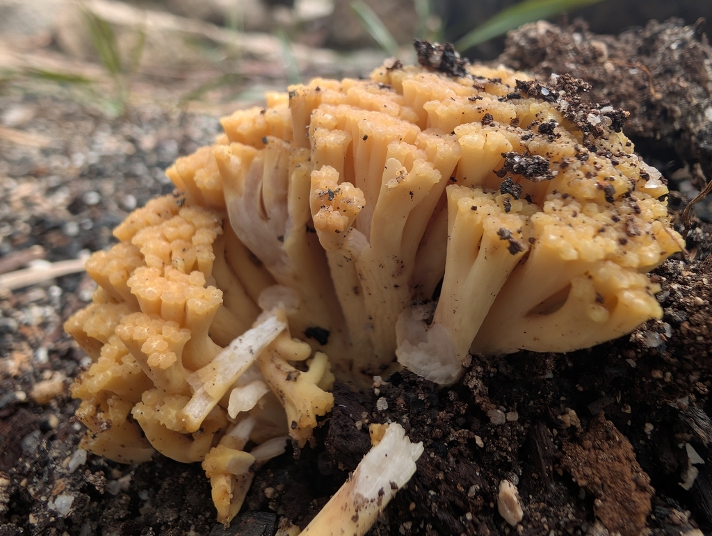 Ramaria capitata · April 2025 · photo: © jjff111 (iNaturalist, cc0)