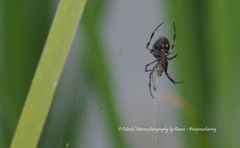 Araneidae