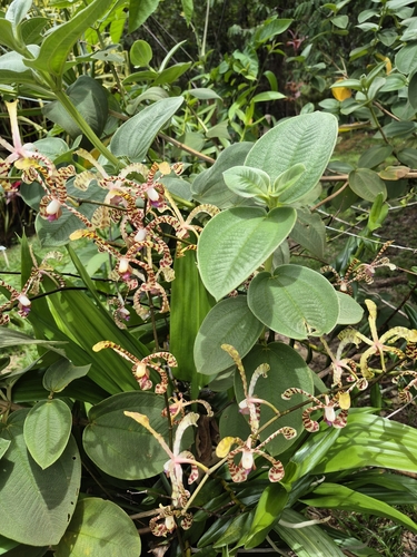 Foto de Orquídea-aranha
