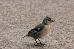 Fringilla coelebs moreletti