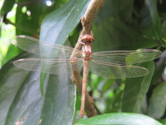 Brechmorhoga tepeaca