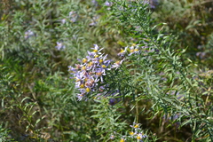 Galatella angustissima