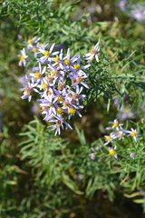 Galatella angustissima