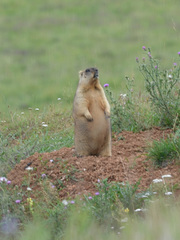 Marmota bobak