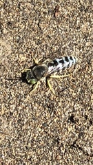 Bembix americana comata