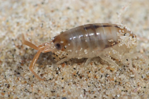 Pulce di sabbia atlantica