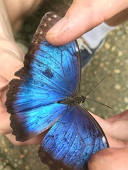 Morpho helenor narcissus
