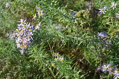 Galatella angustissima