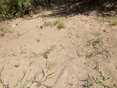 Bembix americana comata