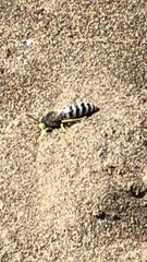 Bembix americana comata