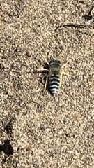 Bembix americana comata