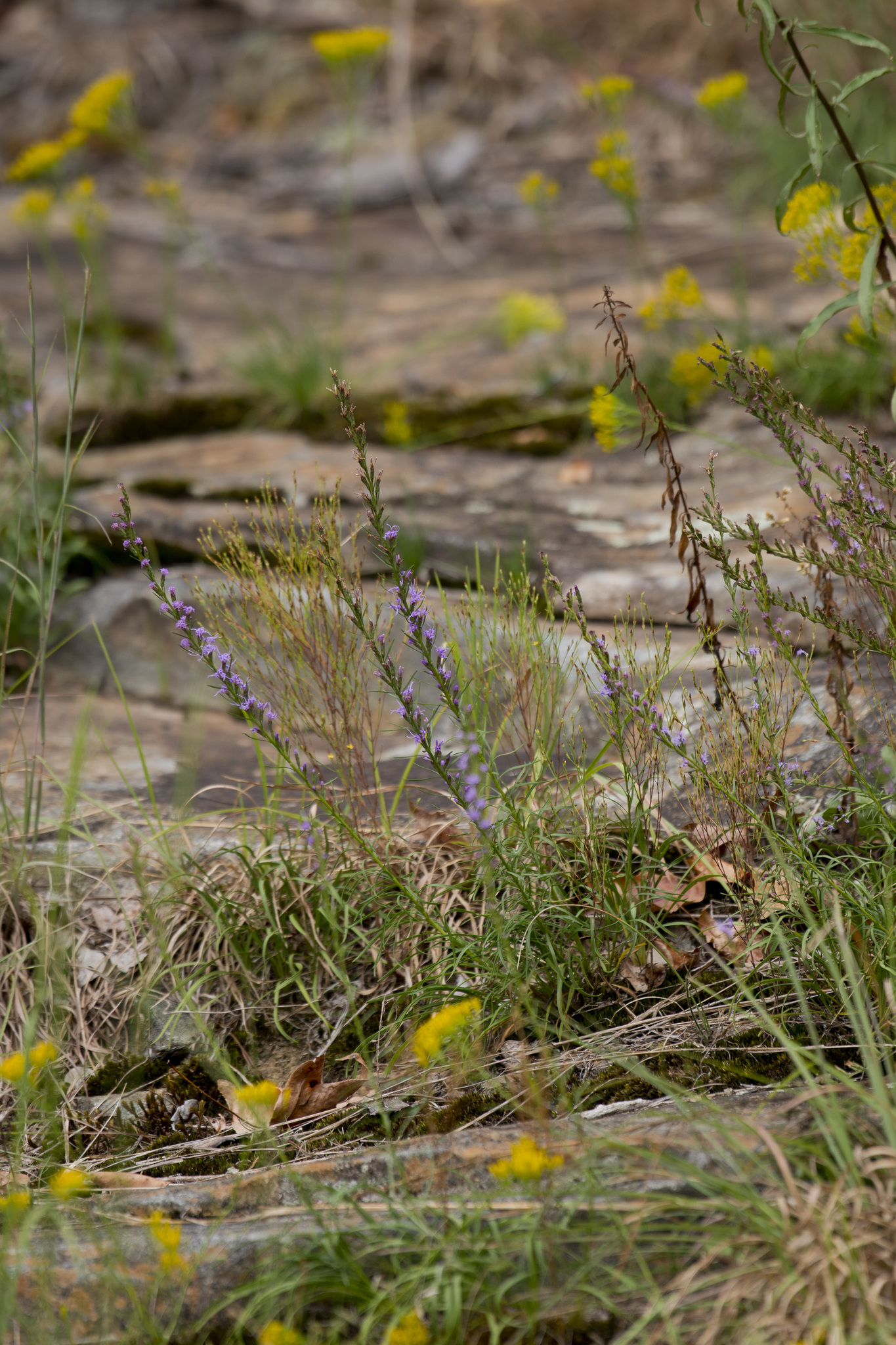 Liatris microcephala