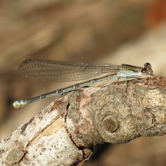 Argia lacrimans