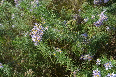 Galatella angustissima