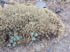 Astragalus tragacantha