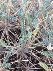 Astragalus tragacantha