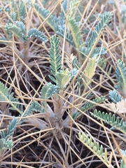 Astragalus tragacantha