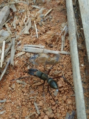 Sarinda nigra