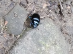 Anoplotrupes stercorosus