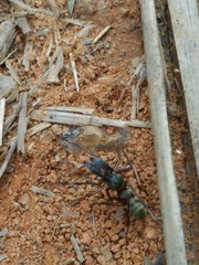 Sarinda nigra