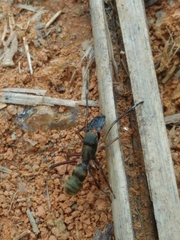 Sarinda nigra