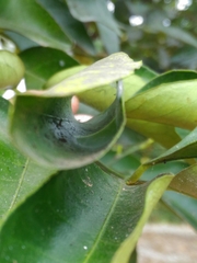 Sarinda nigra