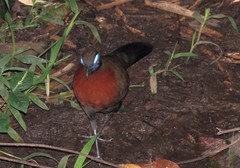 Coua serriana