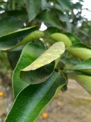 Sarinda nigra