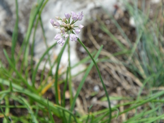 Allium senescens