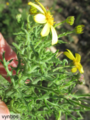 Osteospermum spinosum