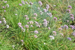 Allium senescens