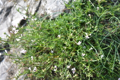 Asperula cynanchica