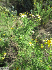 Osteospermum spinosum