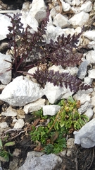 Pedicularis verticillata