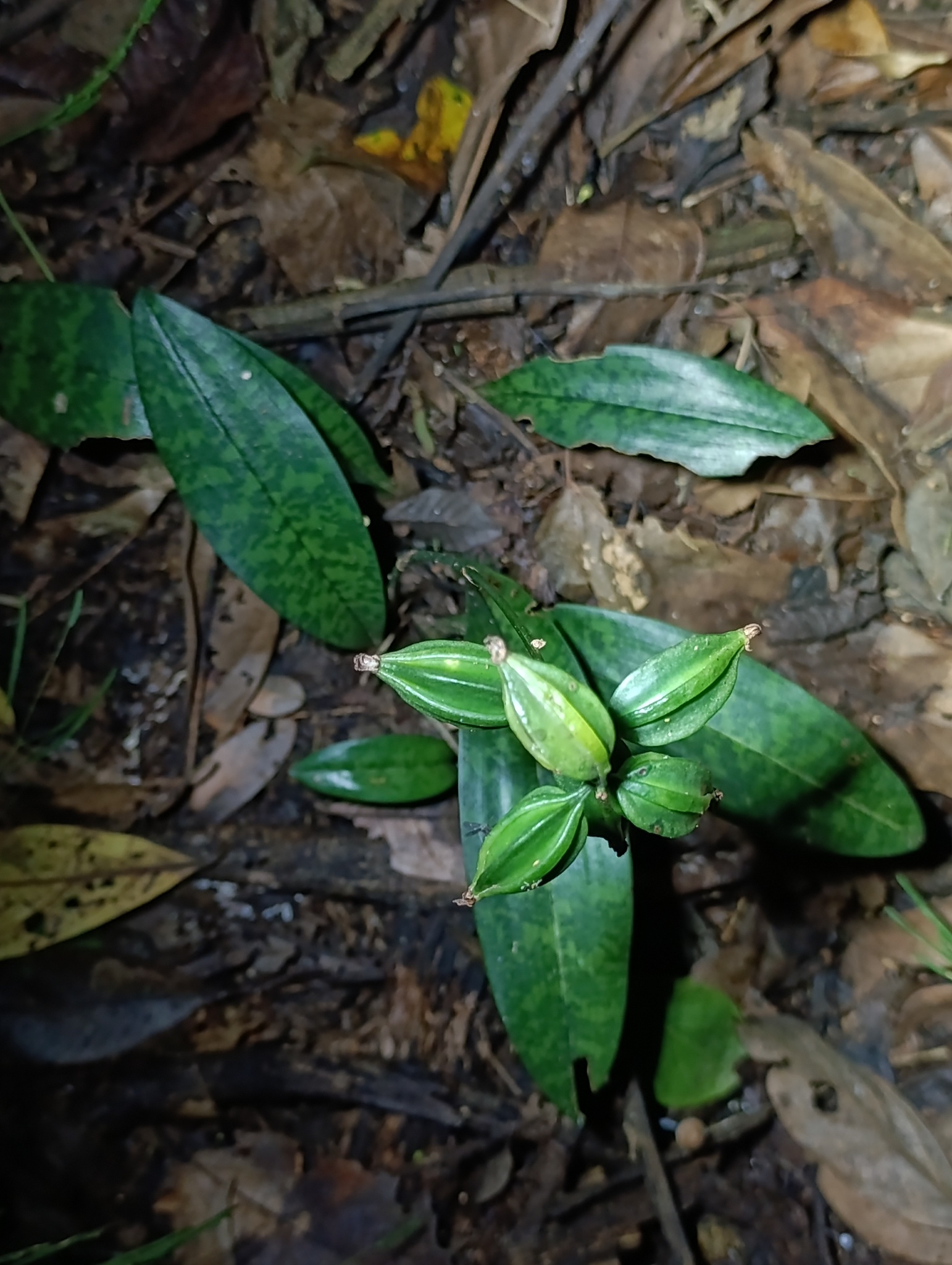 Eulophia maculata
