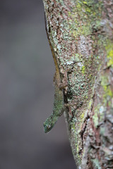 Anolis dominicensis
