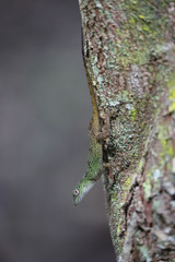 Anolis dominicensis