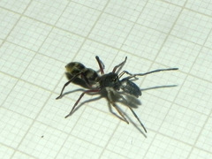Sarinda nigra