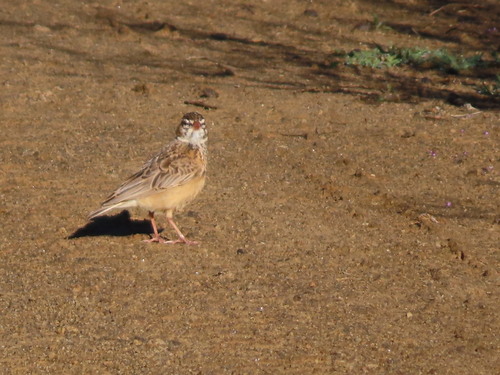 iNaturalist image