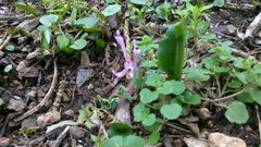 Corydalis paczoskii