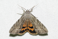 Catocala habilis