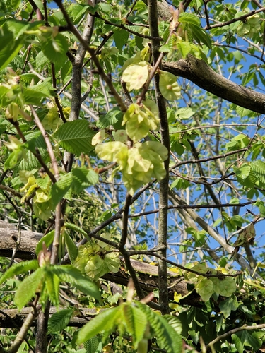 Image of Ulmus procera by (c) chris_sherlock, some rights reserved (CC BY)