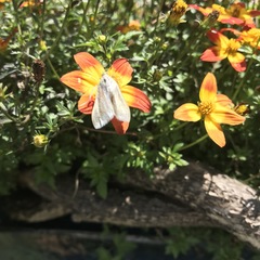 Halysidota tessellaris