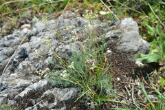 Seseli hippomarathrum