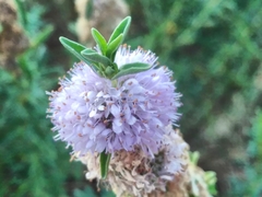 Mentha cervina