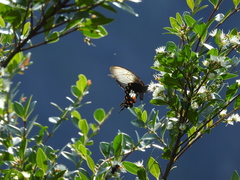 Papilio polytes