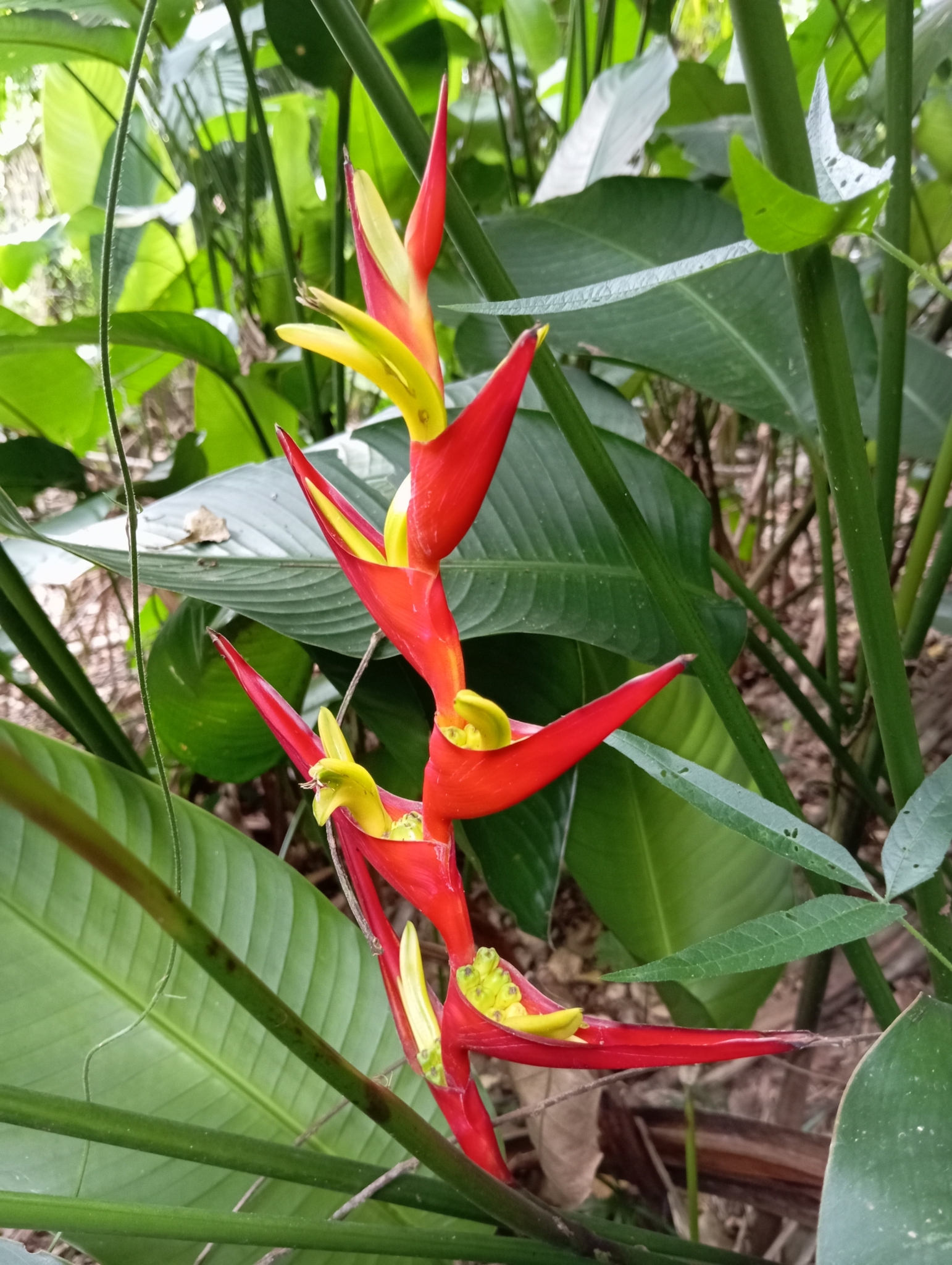 Imagem de Bananeira-de-jardim