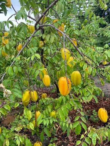 Starfruit